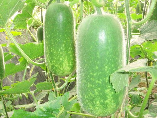 娱乐吃瓜酱小冬瓜视频,揭秘娱乐圈幕后故事