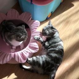 娱乐吃瓜猫嘎嘎